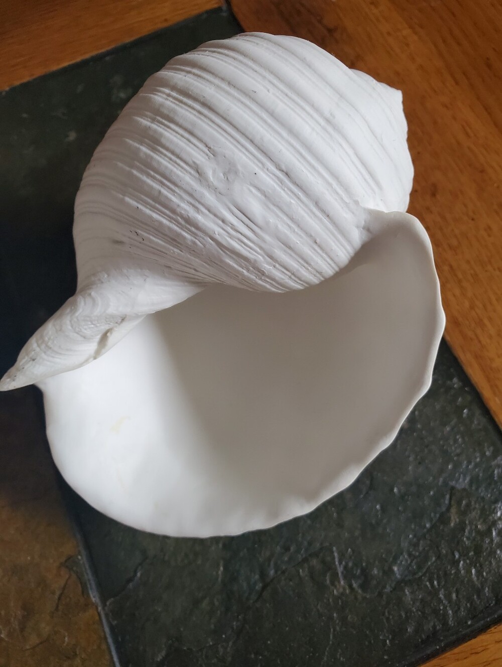 2 White Faux Conch Seashells Beach Decor - Picture 7 of 10